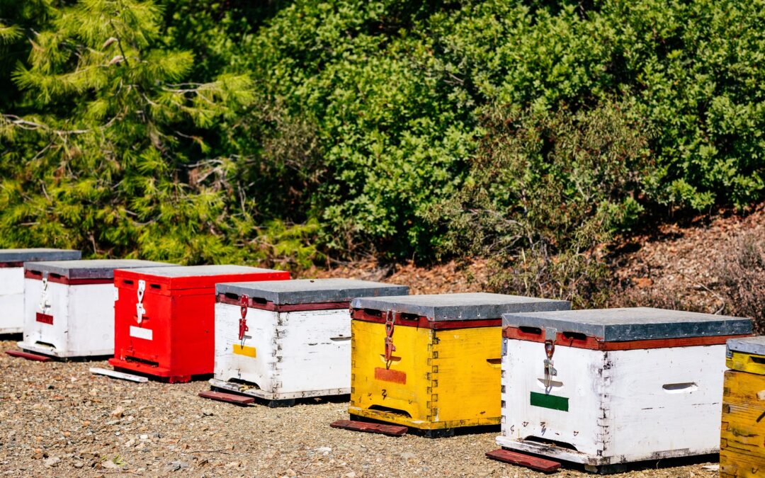 Ukraine honey wholesale supplier