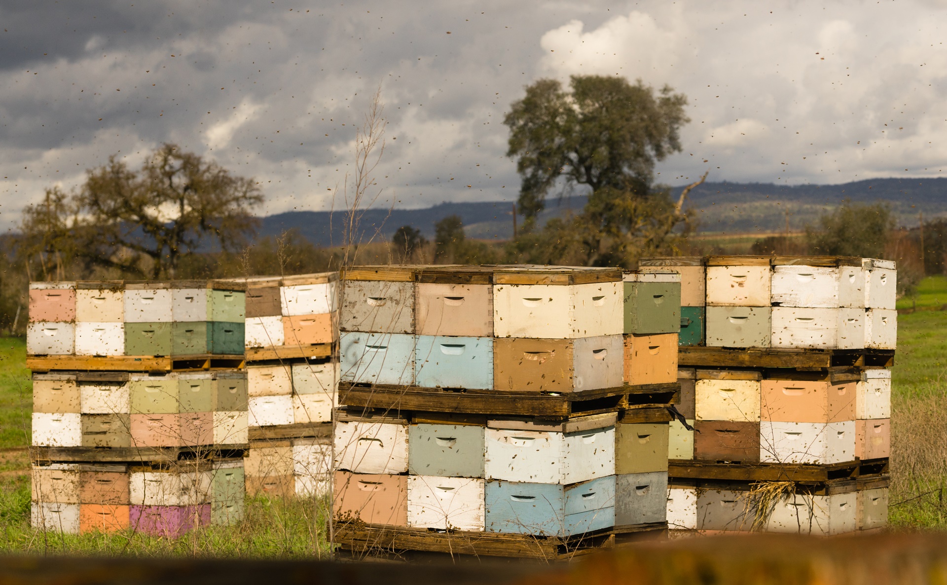 bee boxes honey producers