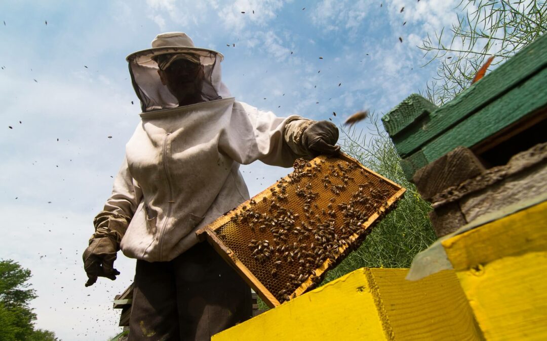 Natural honey producers in Poland