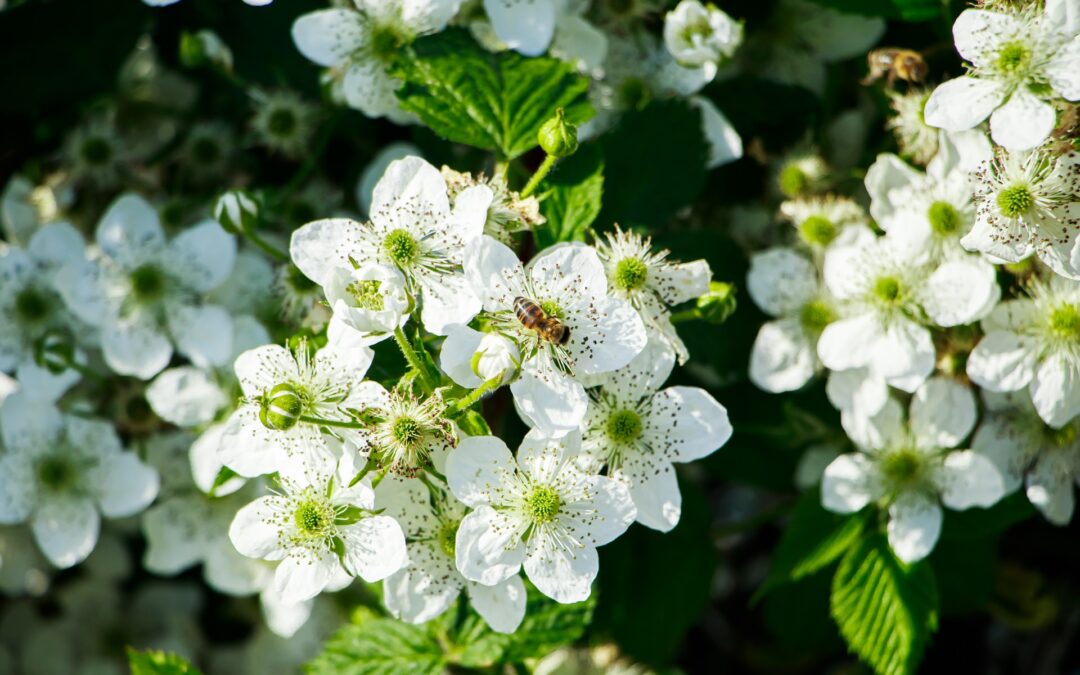 Best-price blackberry honey supplier in Europe