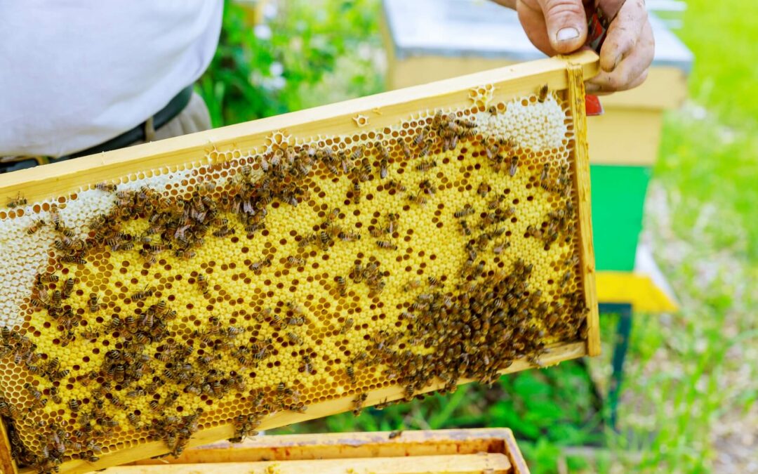 Estonia bulk honey supplier