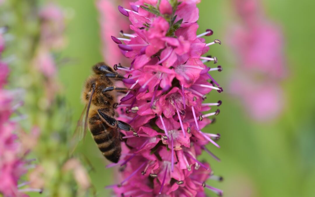 Supplier of sage honey in bulk sale
