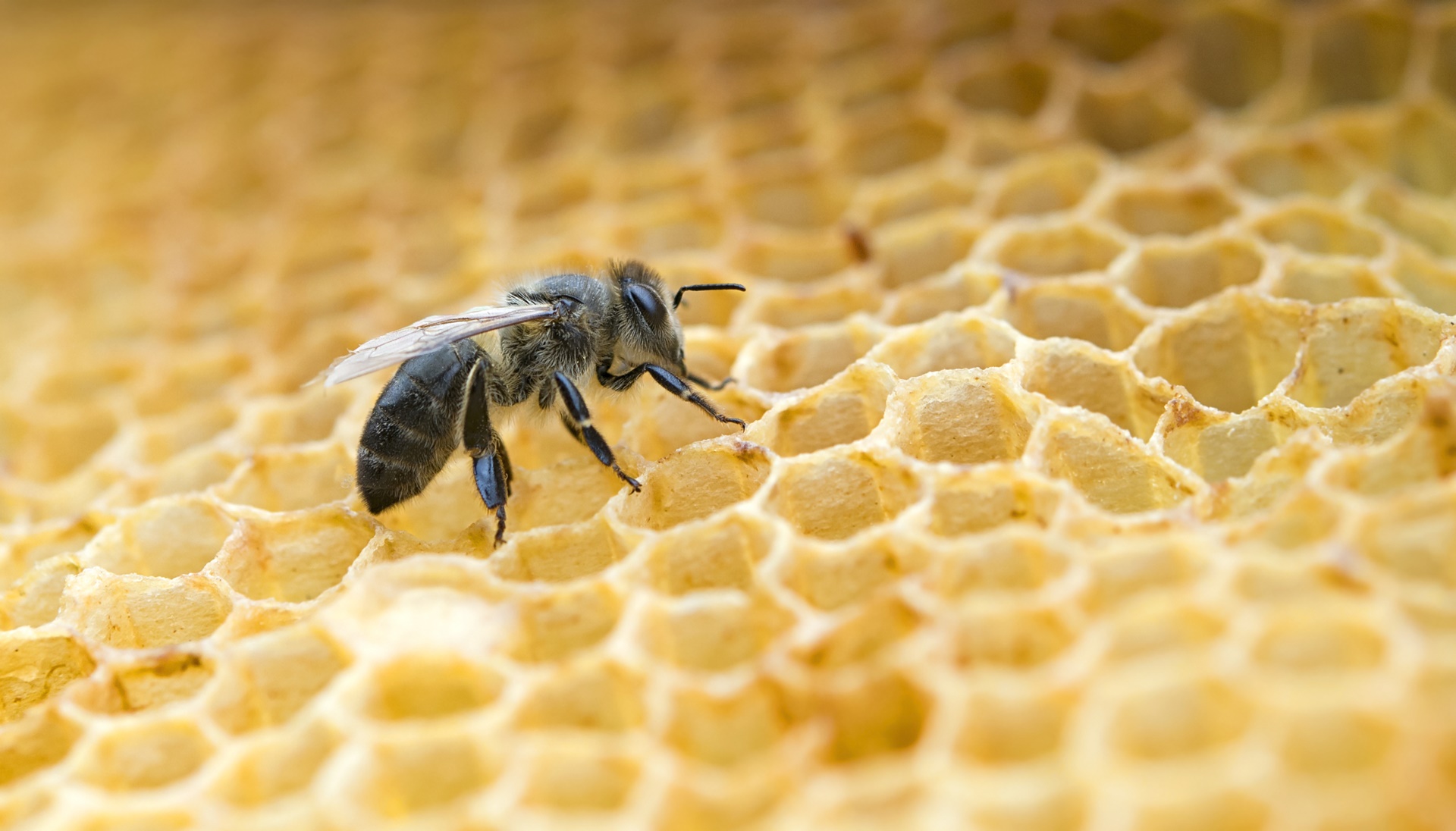 Beehive honey collection Europe